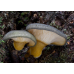 Мицелий Вешенки поздней (Panellus serotinus)